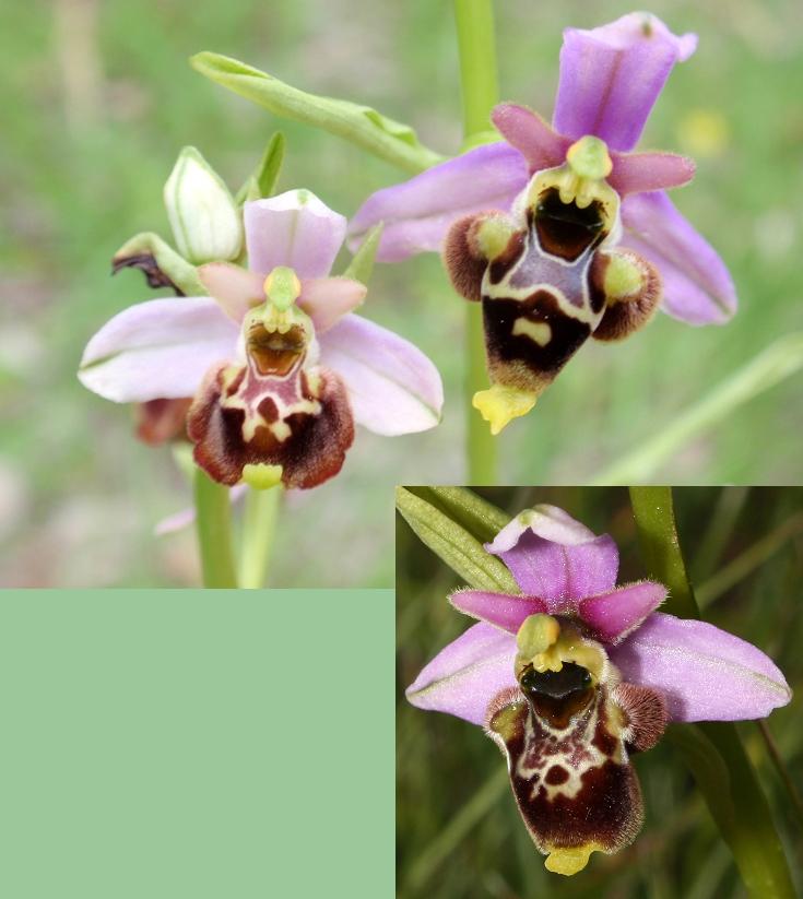 Ophrys fuciflora/holosericea-tetraloniae ???